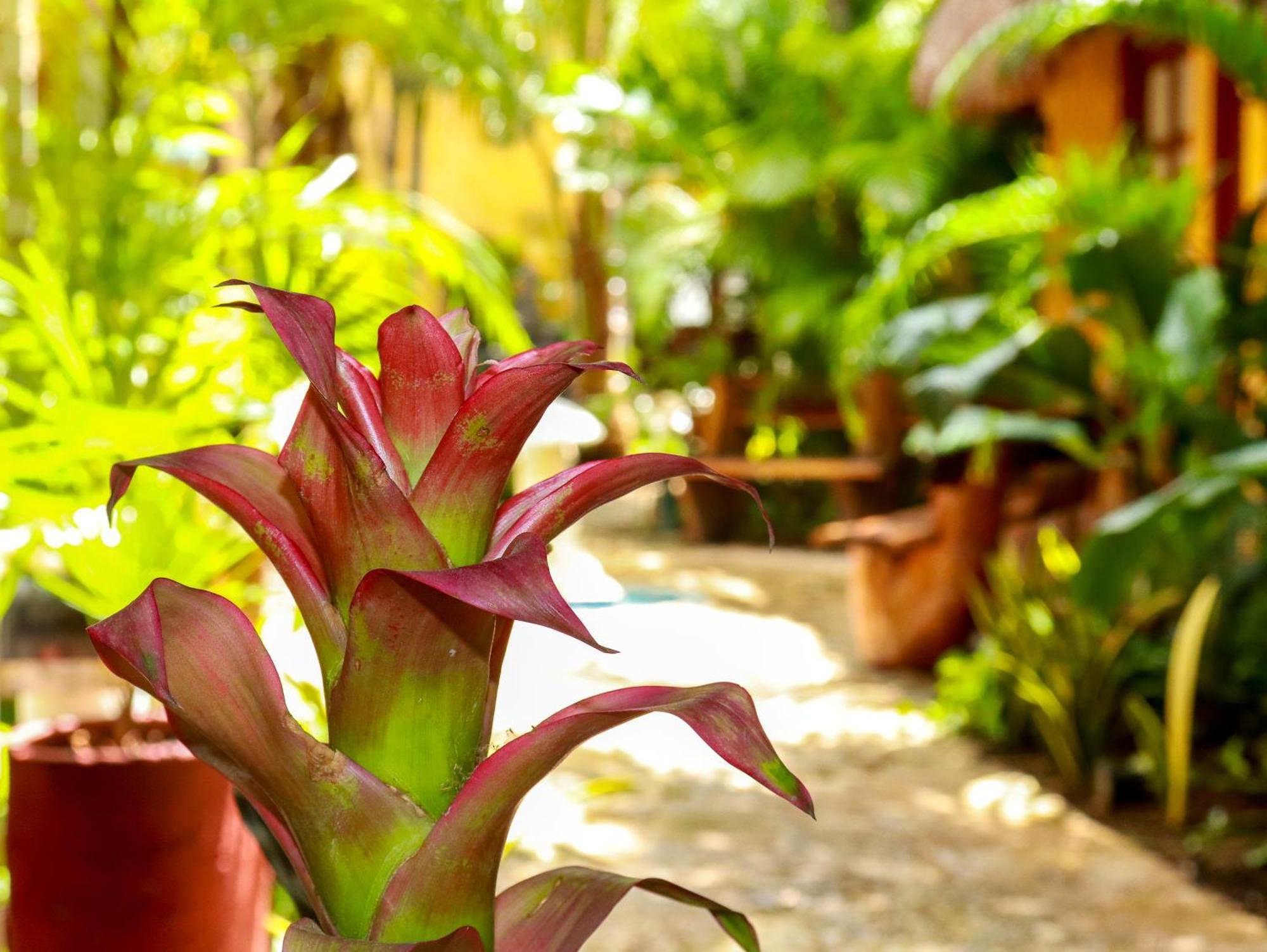 Hotel Bosque Caribe, 5Th Av. Zone ปลายาเดลการ์เมน ภายนอก รูปภาพ